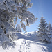 Der Sonne zu