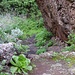 im Barranco de Igueste