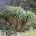 süßer Baum