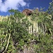 schon nach dem Abzweig heraus aus dem Barranco