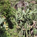 Abstieg in den Barranco