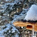 Baumpilz im Winterkleid.