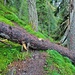 danke für die Sägearbeit an diesem Baum