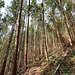...und zuletzt als Pfad im Wald hinauf.