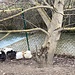 putzige Hühner an der Grüene