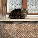 bildschöne Katze auf Vorder Schönenthül