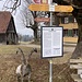 auf Harendegg, beim Täuferpfad ...