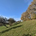 Eine Reihe Streuobst, eine Reihe andere Bäume.