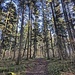 Geradeaus im Wald auf den Gipfel zu.