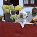 in Tegueste sind auch die Wachhunde stressfrei relaxed