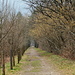 der Weg gleich, die Bäume anders