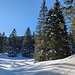 ein schöner, super präparierter Winter-Wanderweg bis zur Seebenalp