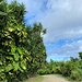 Unterwegs am Pic Paradis - Rückblick. Anfangs führt unsere Wanderung über die hier noch relativ breite Route de Pic Paradis.