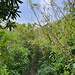 Unterwegs zwischen Pic Paradis und Flagstaff - Bis auf Weiteres tauche ich in Büsche bzw. Wald ein.