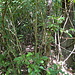 Unterwegs zum Mont Reward - Dichte Vegetation im Gipfelbereich.