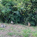 Unterwegs am Pic Paradis - Am Rand der von Rambaud zum Berg führenden Route de Pic Paradis suchen einige Meerkatzen offenbar nach Nahrung.