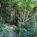 Im Abstieg nach Colombier - Auf schmalen Pfad durch (Sekundär-) Wald.
