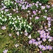 Vorfrühling im Tal - Krokusse und Schneeglöcklein blühen in unserem Garten seit über einer Woche um die Wette