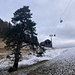 alte Föhre - vor der modernen Zwischenstation Nesselboden