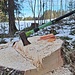 Die Axt am Baum. Weit  und breit niemand zu sehen, dem sie gehört.