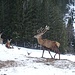 ...wo am Wildgehege beim Almwirt die Tiere zu sehen sind.