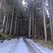 Breiter Fahrweg am Anfang mit aperen Stellen im Wald