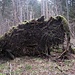 Wenige Meter weiter überasche ich ein ..?.. beim ?
Sieht wie ein Mammut aus. Dabei dachte ich, die wären ausgestorben