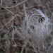Knapp am Waldrand entlang folge ich dann einem weiteren Abfuhrweg und entdecke ....schöne Clematis....