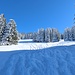 Cette clairière a permis une belle descente dans la neige poudreuse