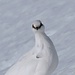 Zuschauer