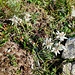 Tappeti di stelle Alpine.. ogni fiore, una vita!!