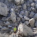 Gli enormi massi accatastati e franati derivati dall'enorme esplosione di mine del 1918
