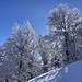 winterliche Baumpracht 2