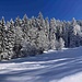 überwältigende Winterwaldimpression