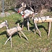 Holz-Kunst in einem Garten