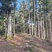 Waldweg