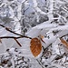 prächtig-frostige Ansicht 6