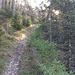 Netter Waldpfad zu Beginn der Wanderung