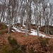 abbandono la strada a destra e salgo su questo pendio in direzione della collina di Faieda/Carbonera