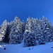 welch prächtiger Wald ...