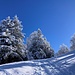 winterliche Baumpracht 1