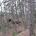 Weiter auf dem Höhenrücken erreiche ich den südlichen Hirschbergfelsen. Dieser liegt direkt am Hang und hat auf der Bergseite keine Erhebung.