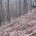 Weiterer wegloser Abstieg vom Hirschberg durch Gelände mit totem Farn.