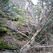 Hier versuche ich auf einen der kleinen Rappenfelsen zu steigen. Vor Schmutz und Pflanzenteilen darf man sich im Pfälzerwald nicht scheuen. 