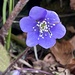 endlich gesichtet - das vorzügliche Blümchen zum Frühlingsbeginn