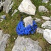 Nicht weit vom Gletschereis entfernt floriert wieder die Natur!