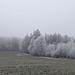 Winterimpressionen ohne Schnee.