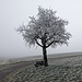Bäume im Nebel. Fasziniernd!