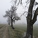 Bäume im Nebel. Herrlich!