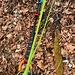 Saisonvorbereitung.<br /><br />Austrialpin Fifty-Fifty. Dogbone. Austrialpin HMS Rondo Slide-Autolock . Edelrid mago. 30m Beal Back-up Line 5mm.